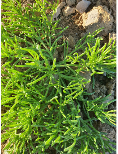 Tuberia 16 mm